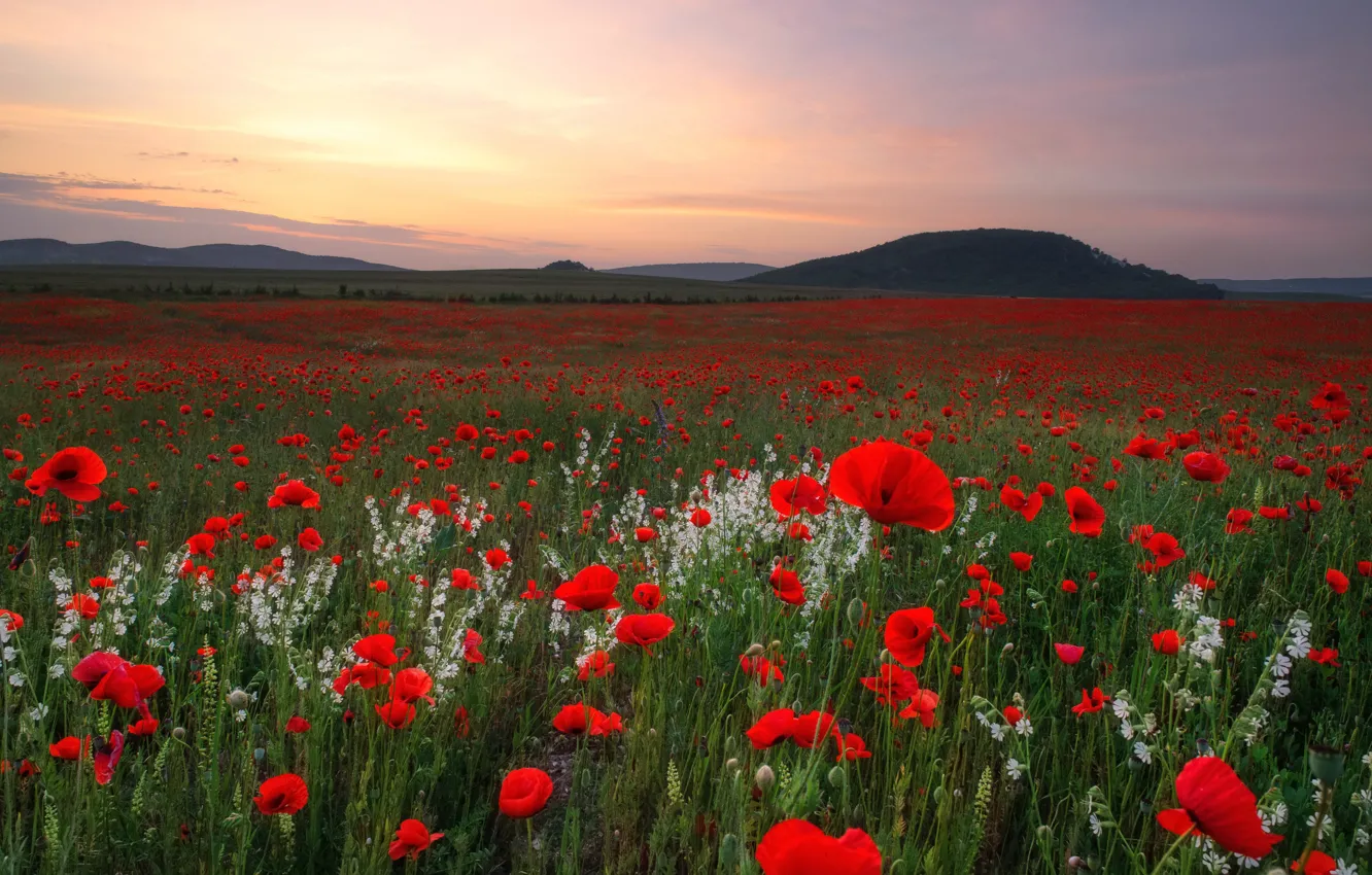 Photo wallpaper flowers, Maki, poppy field