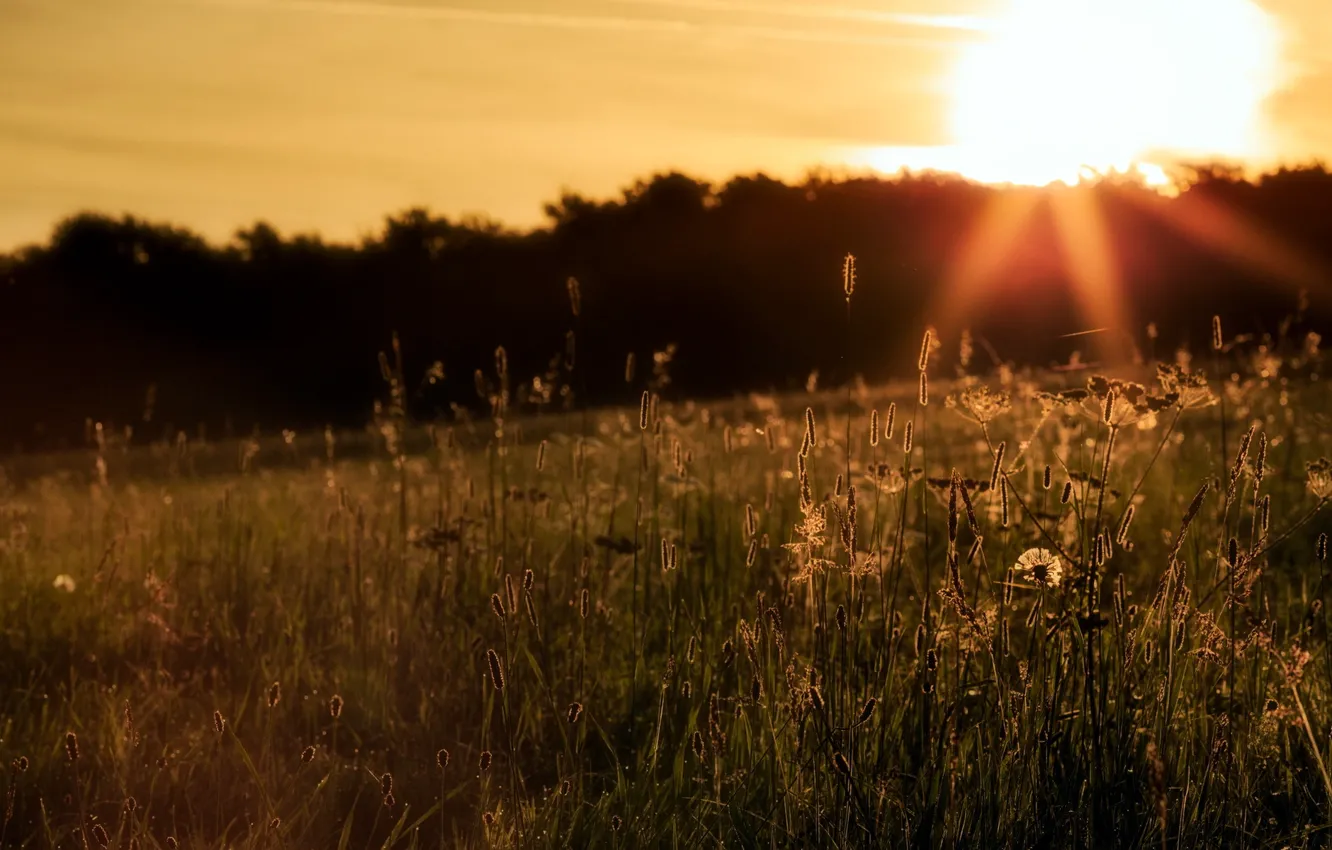 Photo wallpaper field, grass, landscape, sunset