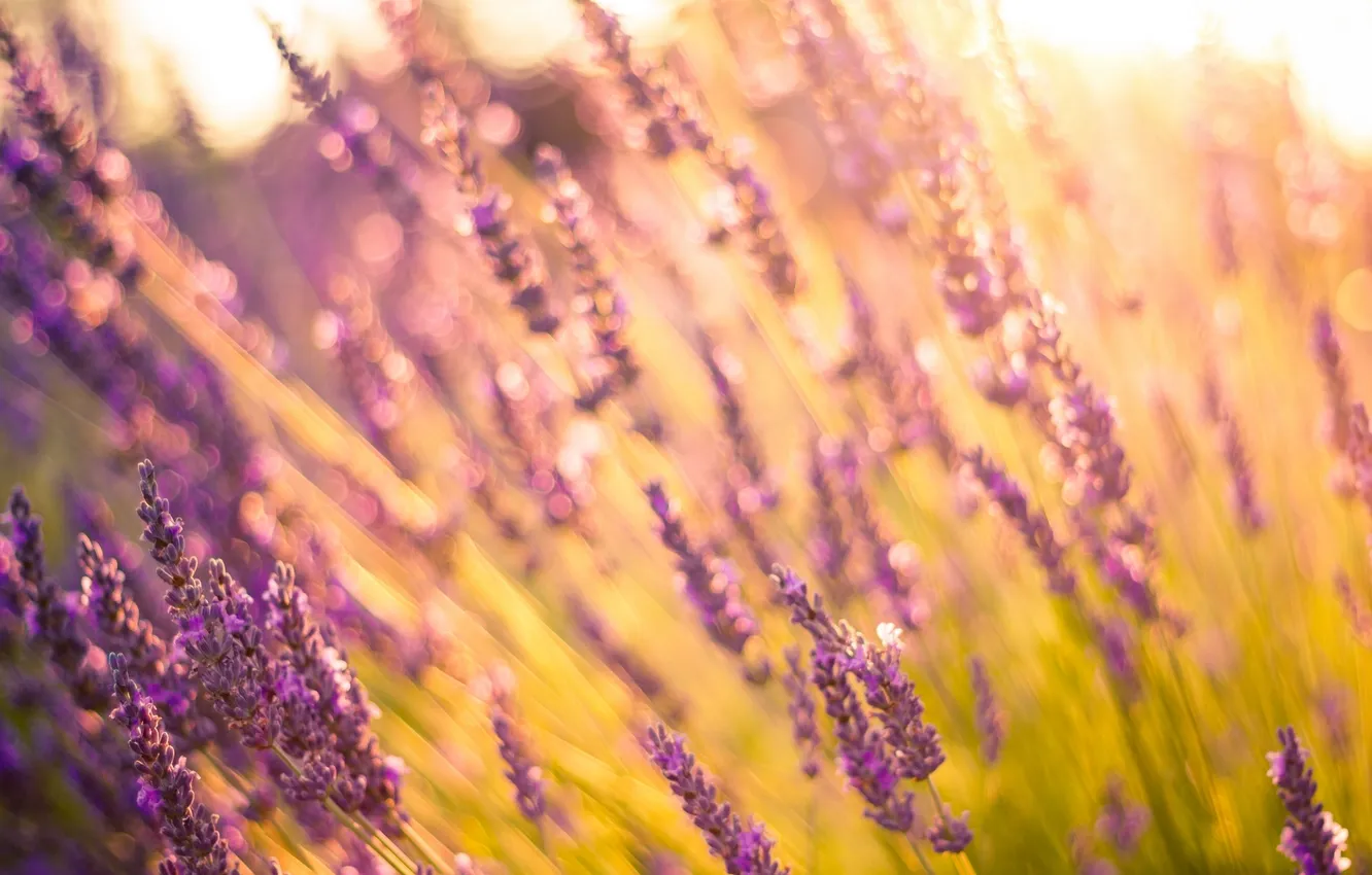 Photo wallpaper summer, flowers, lavender