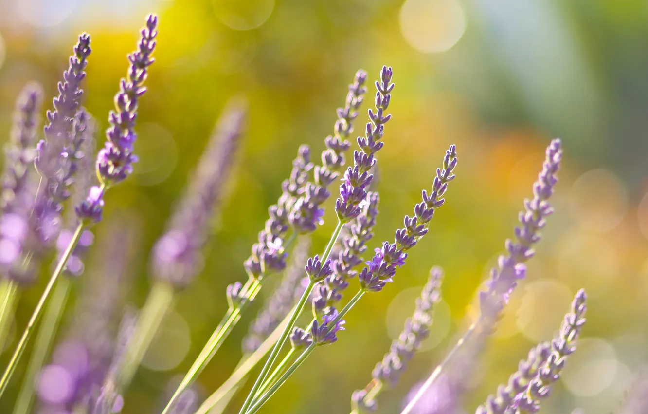 Photo wallpaper flowers, beauty, spring, macro photo, spring Wallpaper, spring mood, delicate desktop Wallpaper, widescreen pictures for …