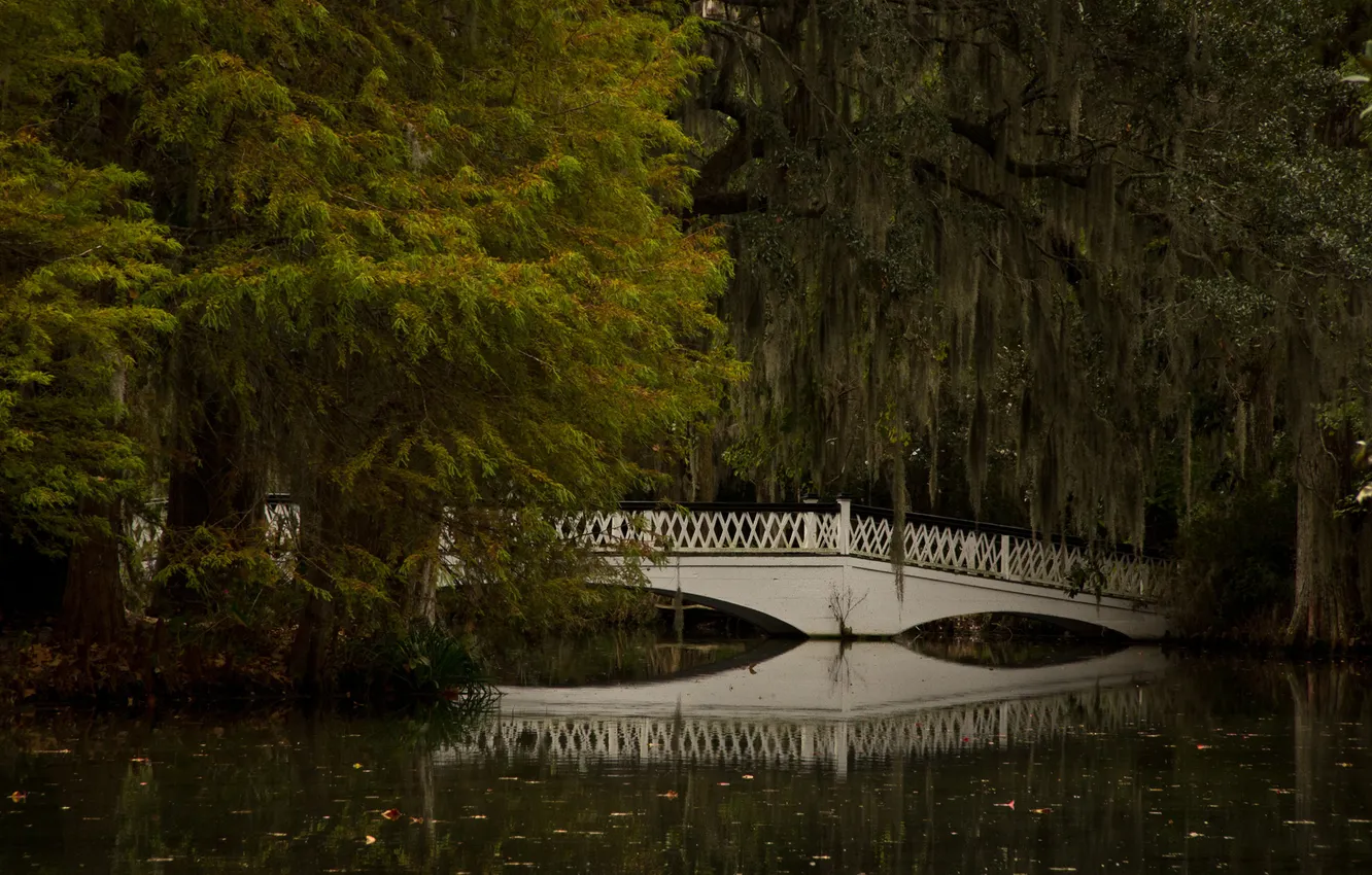 Photo wallpaper trees, bridge, river, thickets