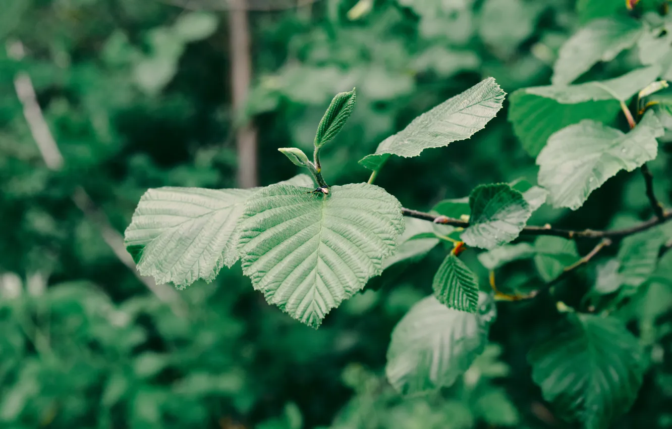 Photo wallpaper leaves, trees, branches, green, insect