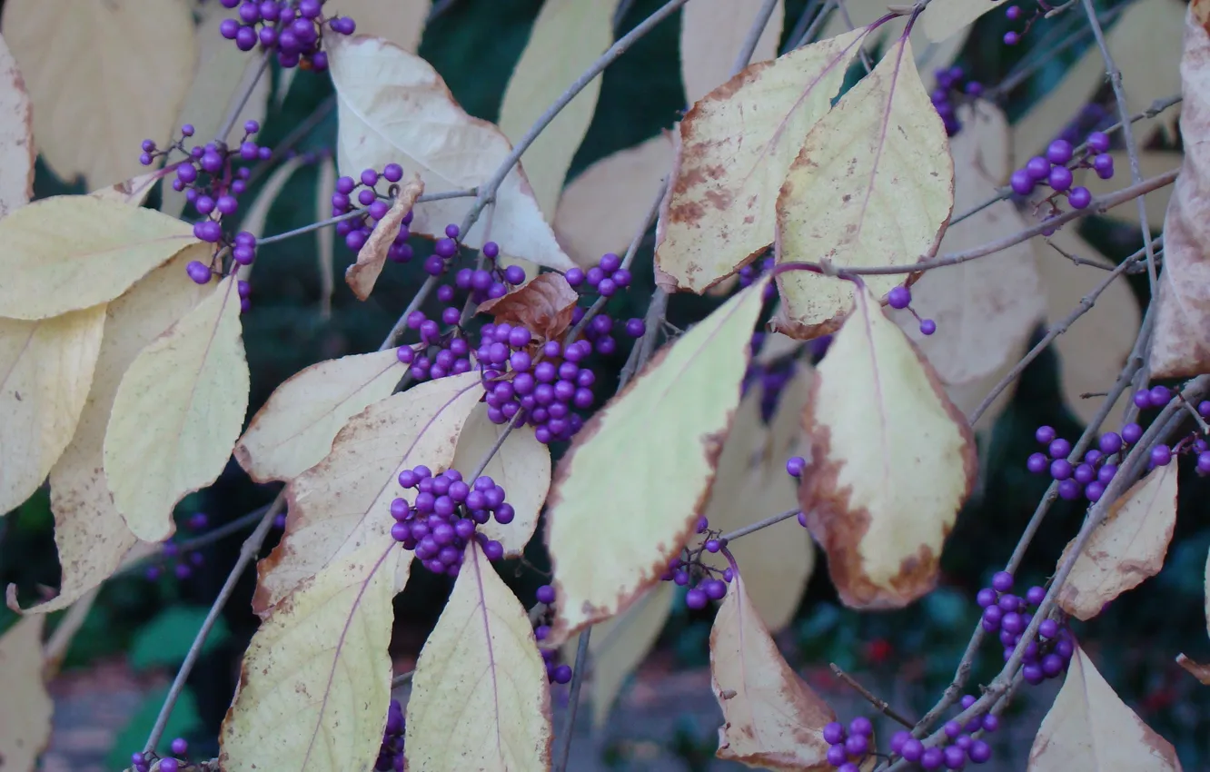 Photo wallpaper autumn, purple, leaves, berries, branch, October, lilac, shrub