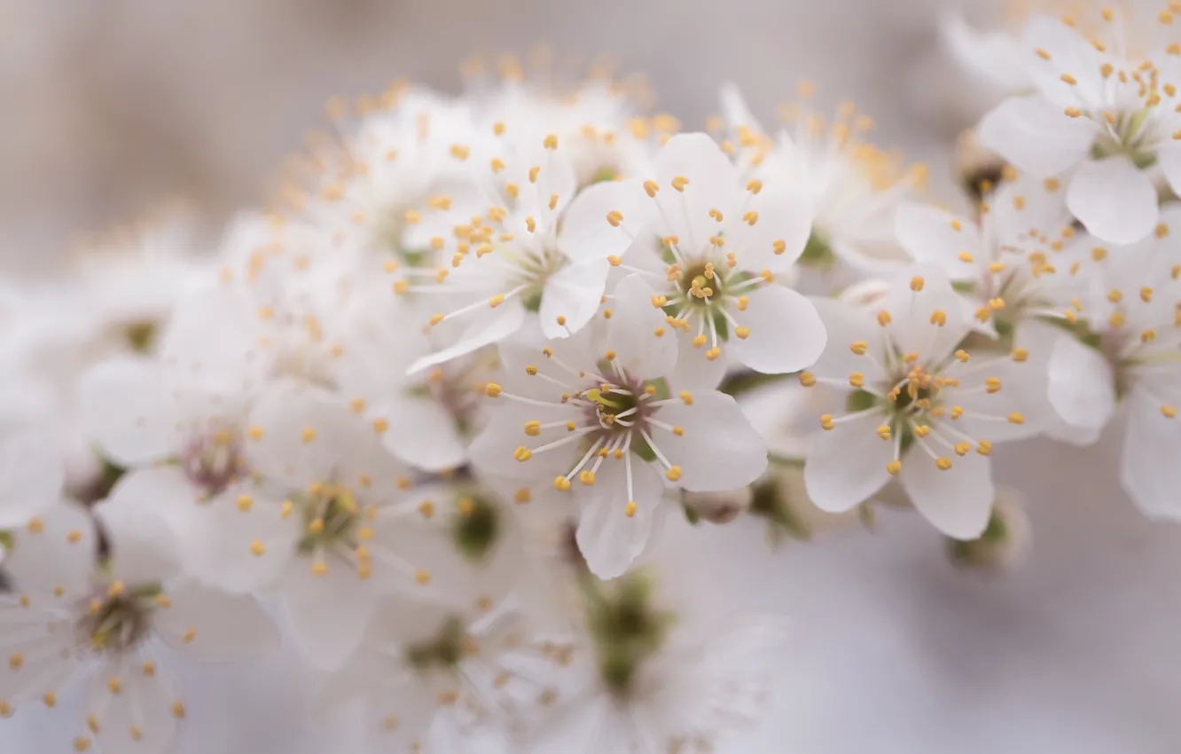 Photo wallpaper macro, flowers, cherry, tenderness, branch, spring, Sakura, haze