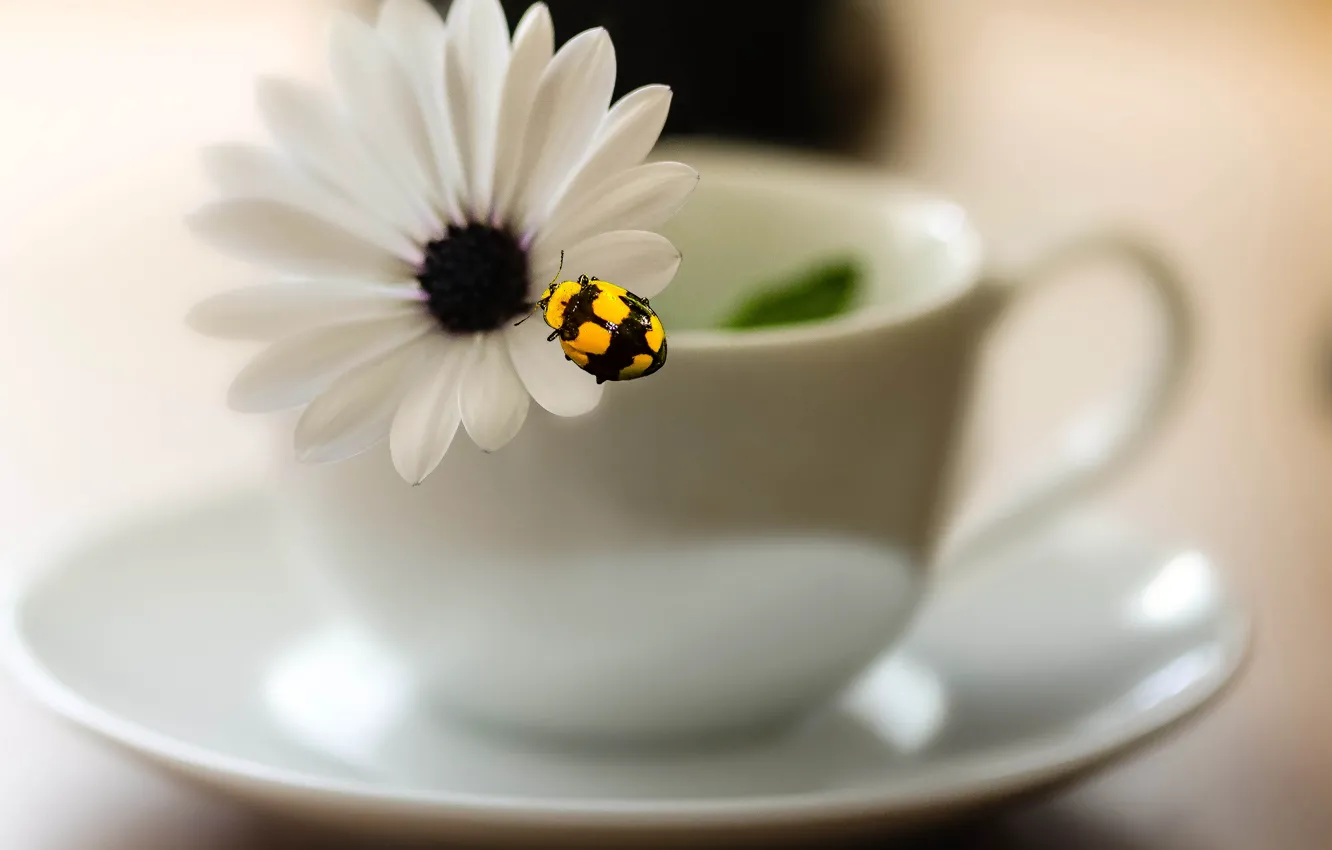 Photo wallpaper flowers, blur, Cup, insect, saucer