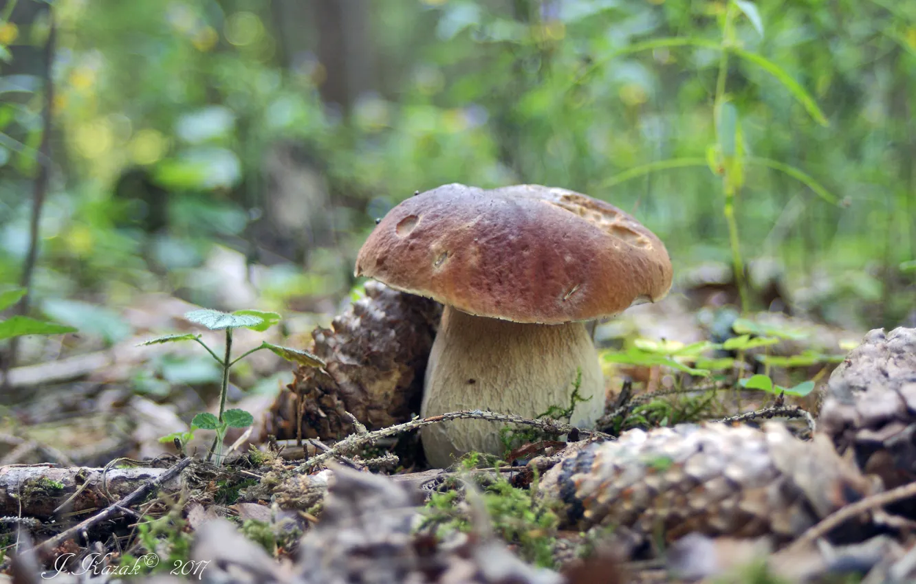 Photo wallpaper summer, mushrooms, Borovik