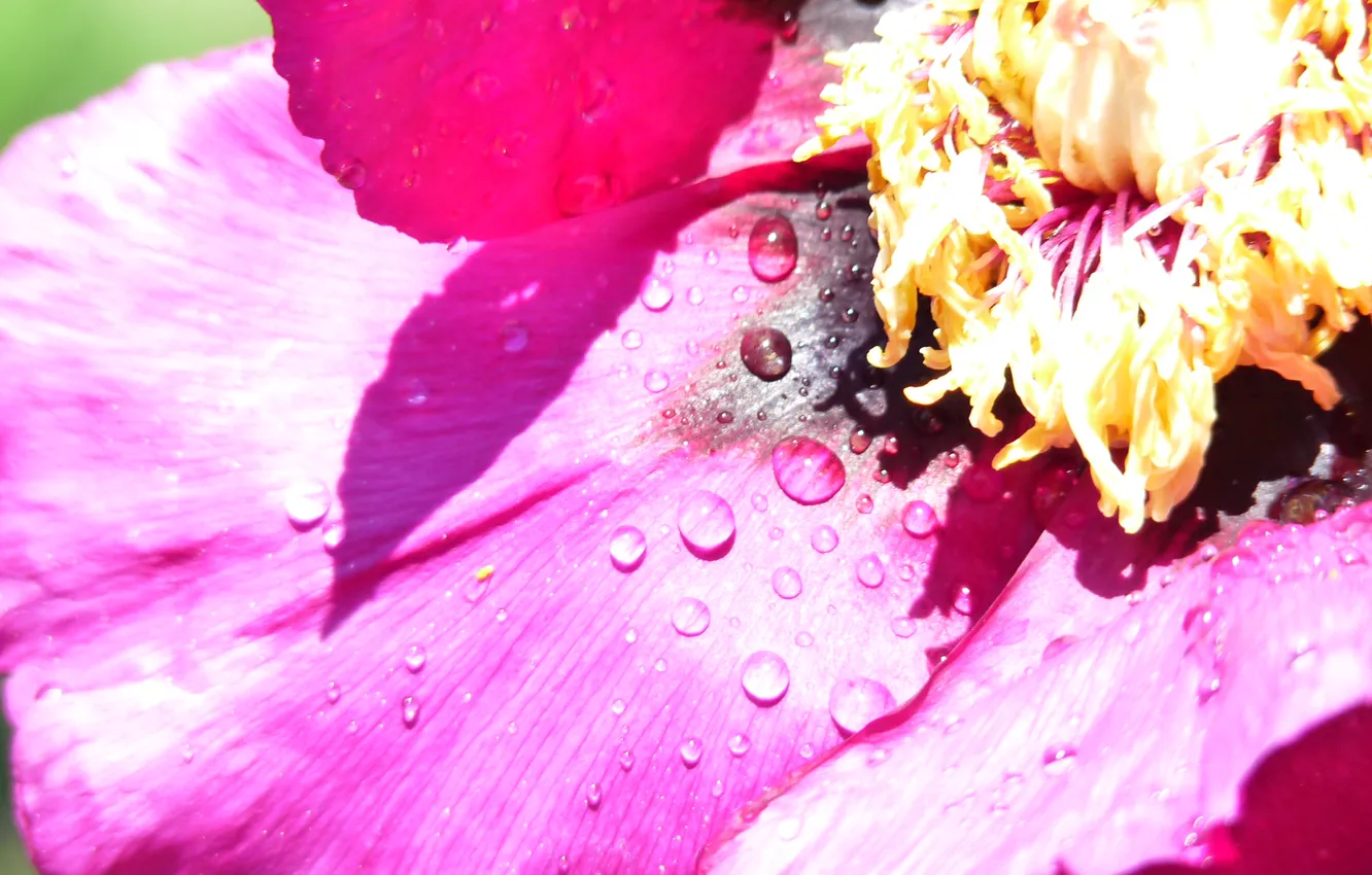 Photo wallpaper purple, summer, Rosa, pollen, wild peony