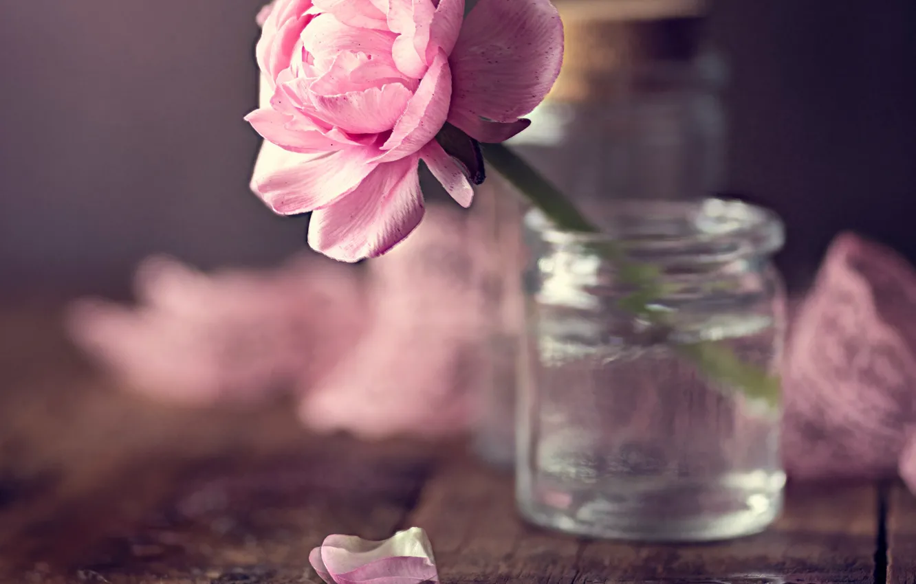 Photo wallpaper flower, Board, petals, jars
