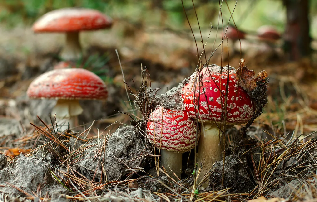 Photo wallpaper nature, mushrooms, mushroom, needles, bokeh, family
