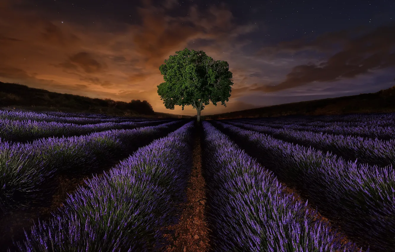 Photo wallpaper field, trees, flowers, night, Spain, lavender