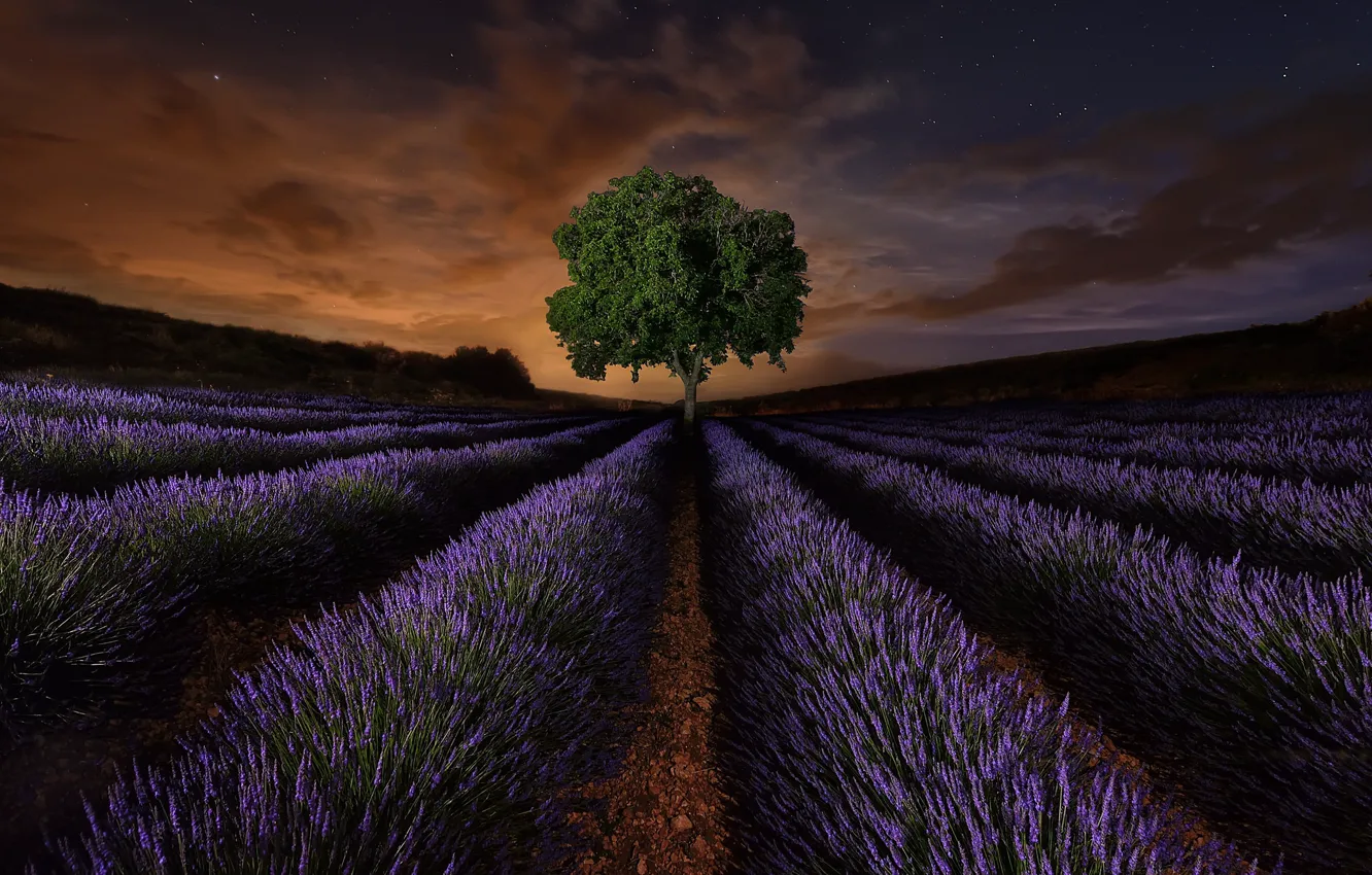 Photo wallpaper field, flowers, night, tree, Spain, lavender