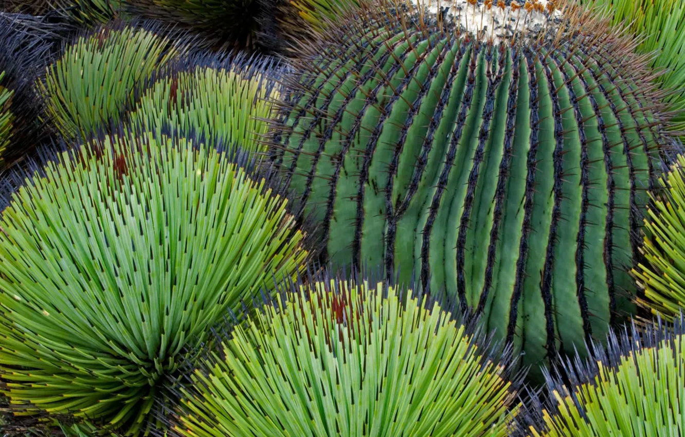 Photo wallpaper desert, cactus, Mexico, Chihuahua