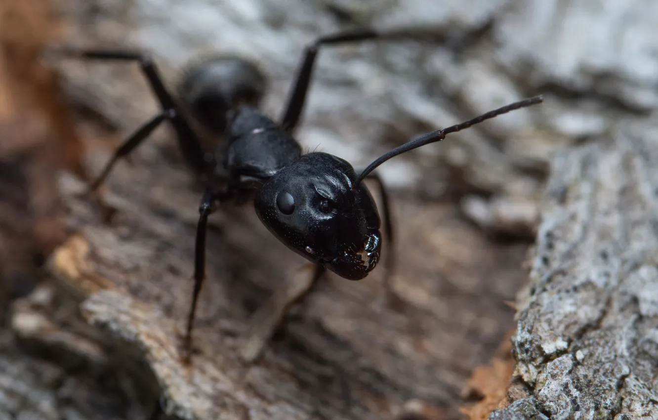 Photo wallpaper ants, Bogdan, macro photography of insects, Camponotus, The treecreeper ant, Camponotus, Formicins