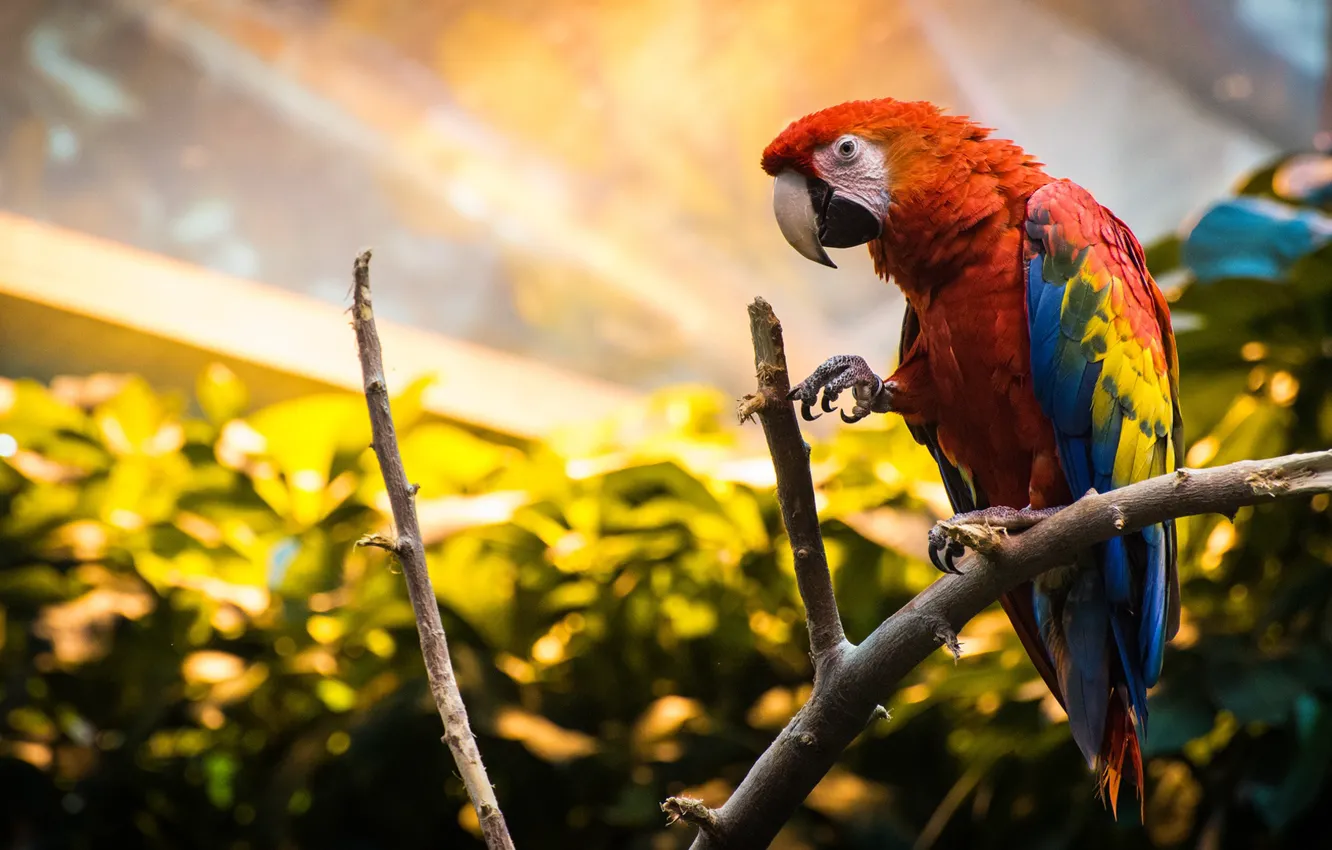 Photo wallpaper branches, bird, parrot, Red macaw