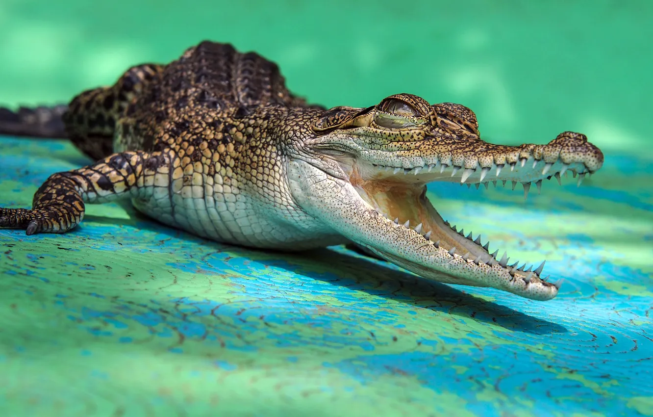 Photo wallpaper teeth, crocodile, mouth, crocodile