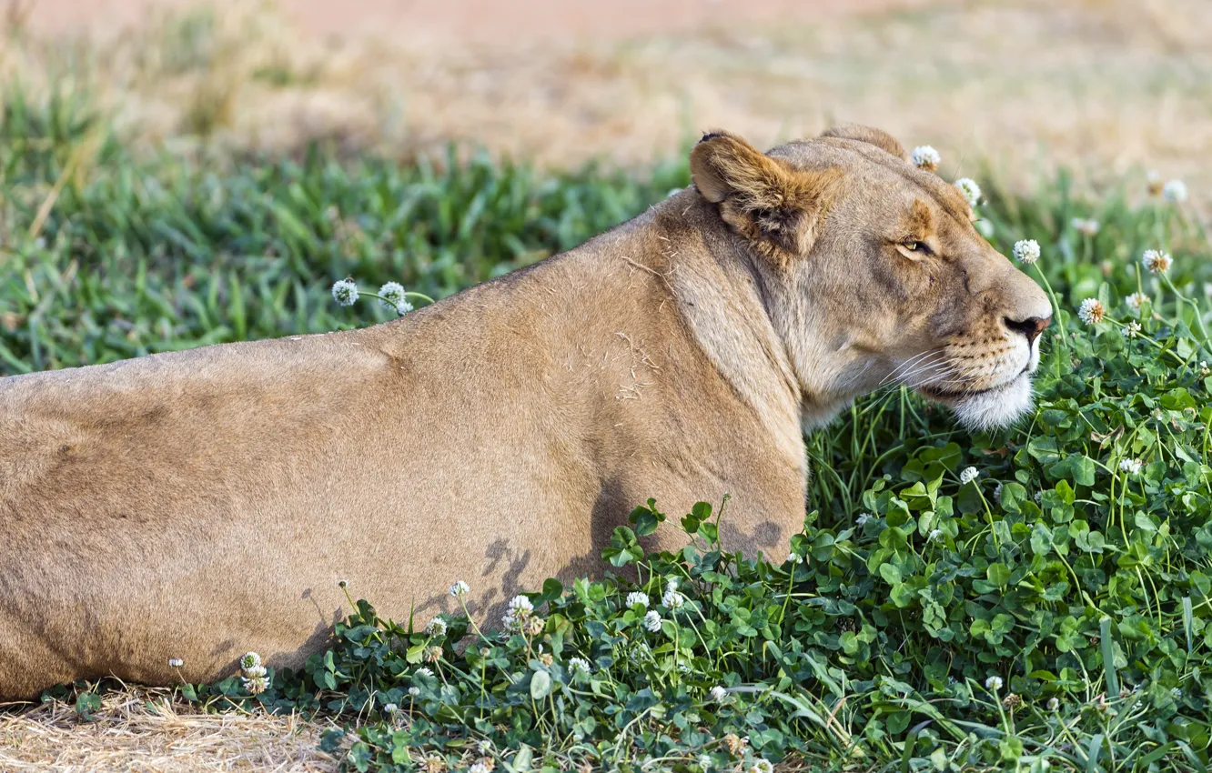 Photo wallpaper cat, grass, stay, clover, lioness, ©Tambako The Jaguar