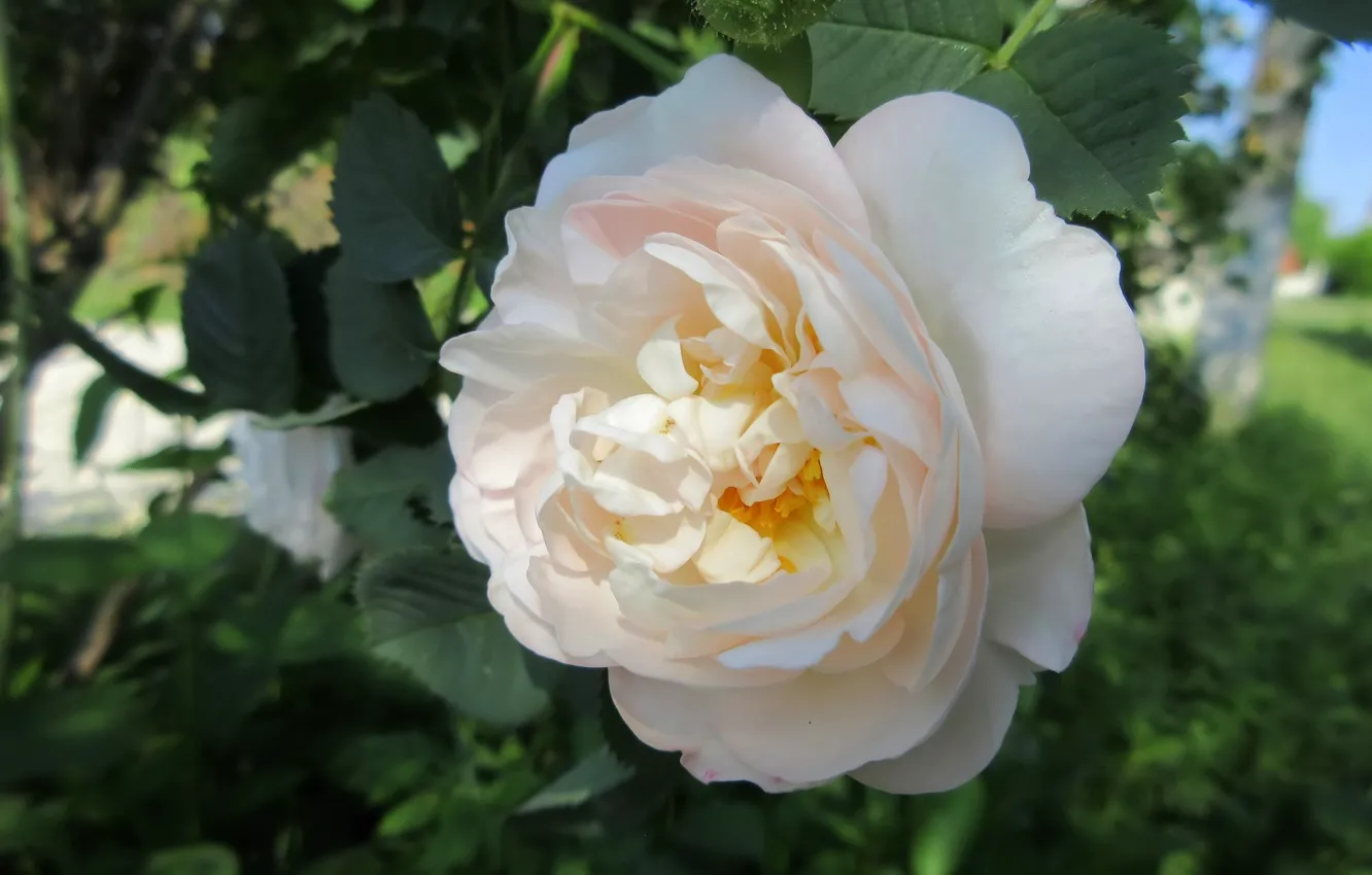 Photo wallpaper flowers, rose, cream rose, spring 2018, Mamala ©