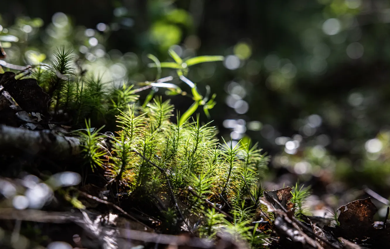 Photo wallpaper forest, moss, North, Lake Ladoga, Karelia, northern summer, ladoga forest