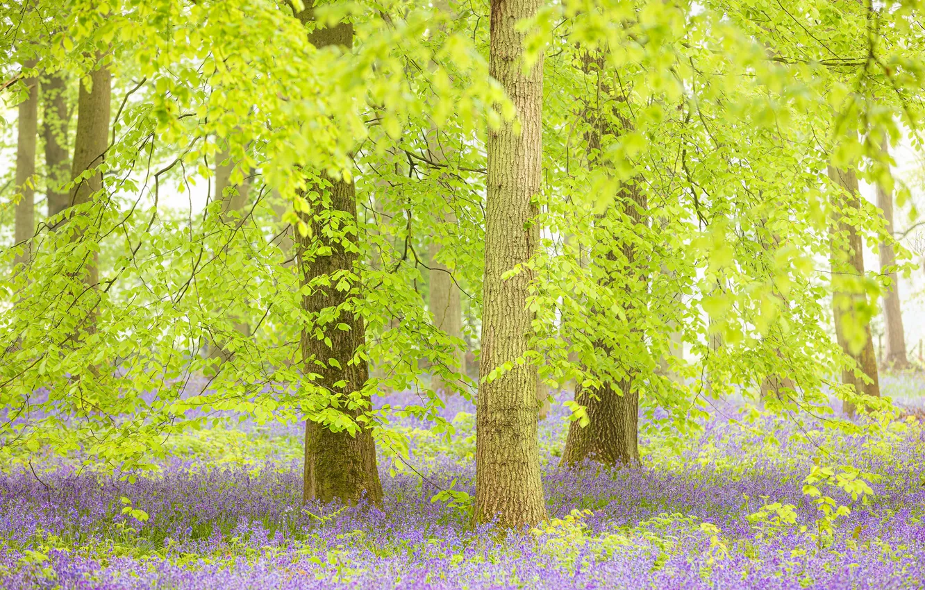 Photo wallpaper forest, trees, nature, autumn
