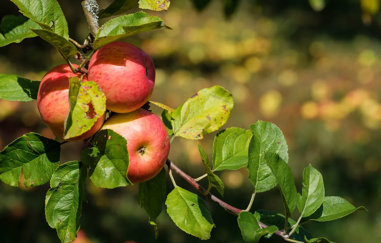 Photo wallpaper tree, apples, Nature, fruit