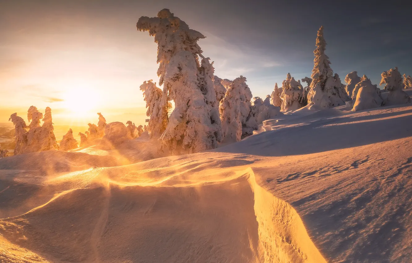 Photo wallpaper winter, the sun, snow, trees, landscape, nature, ate, slope