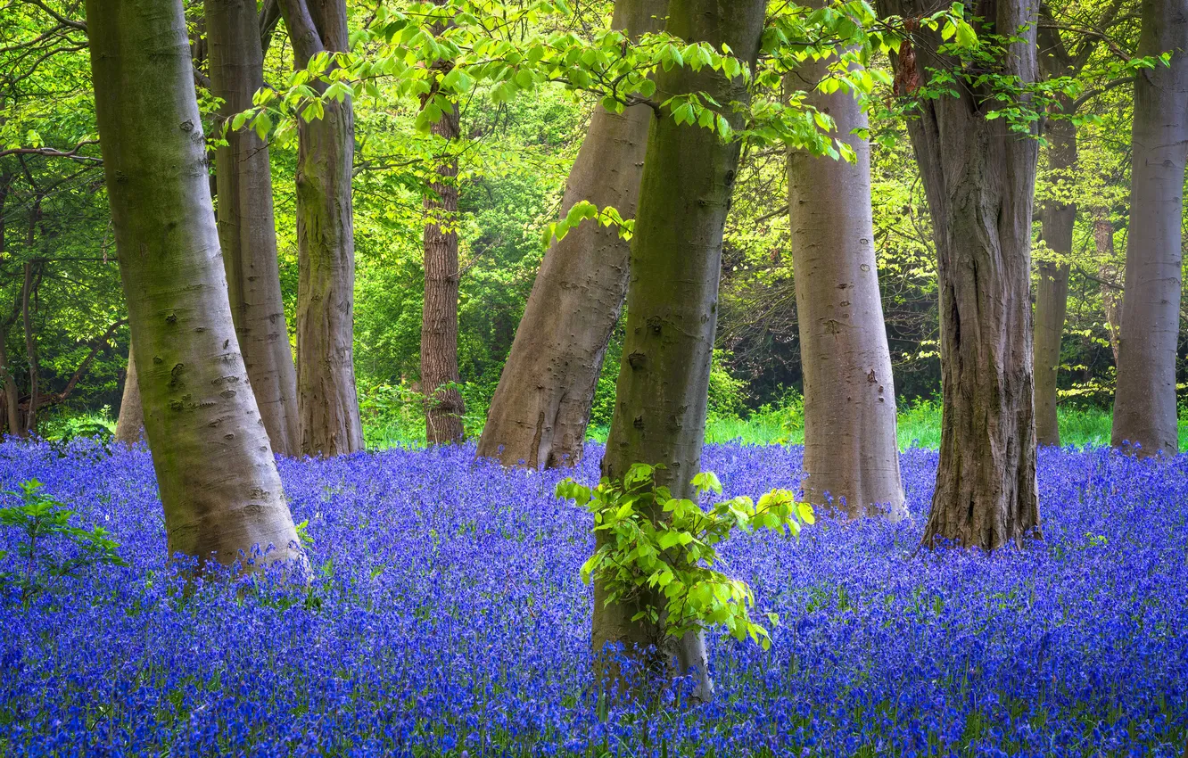 Photo wallpaper nature, Park, spring