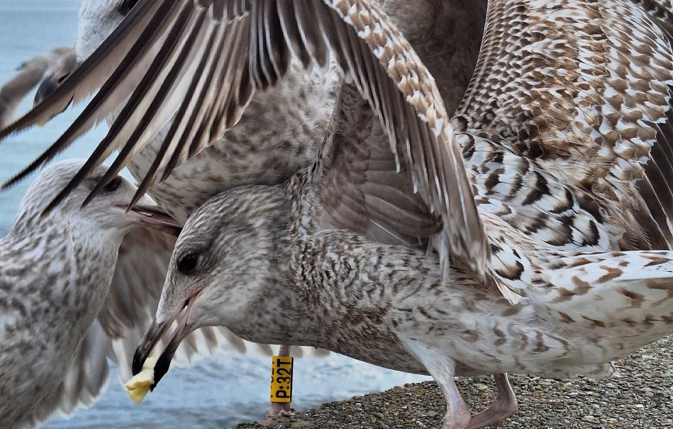 Photo wallpaper Seabirds, food, Currants