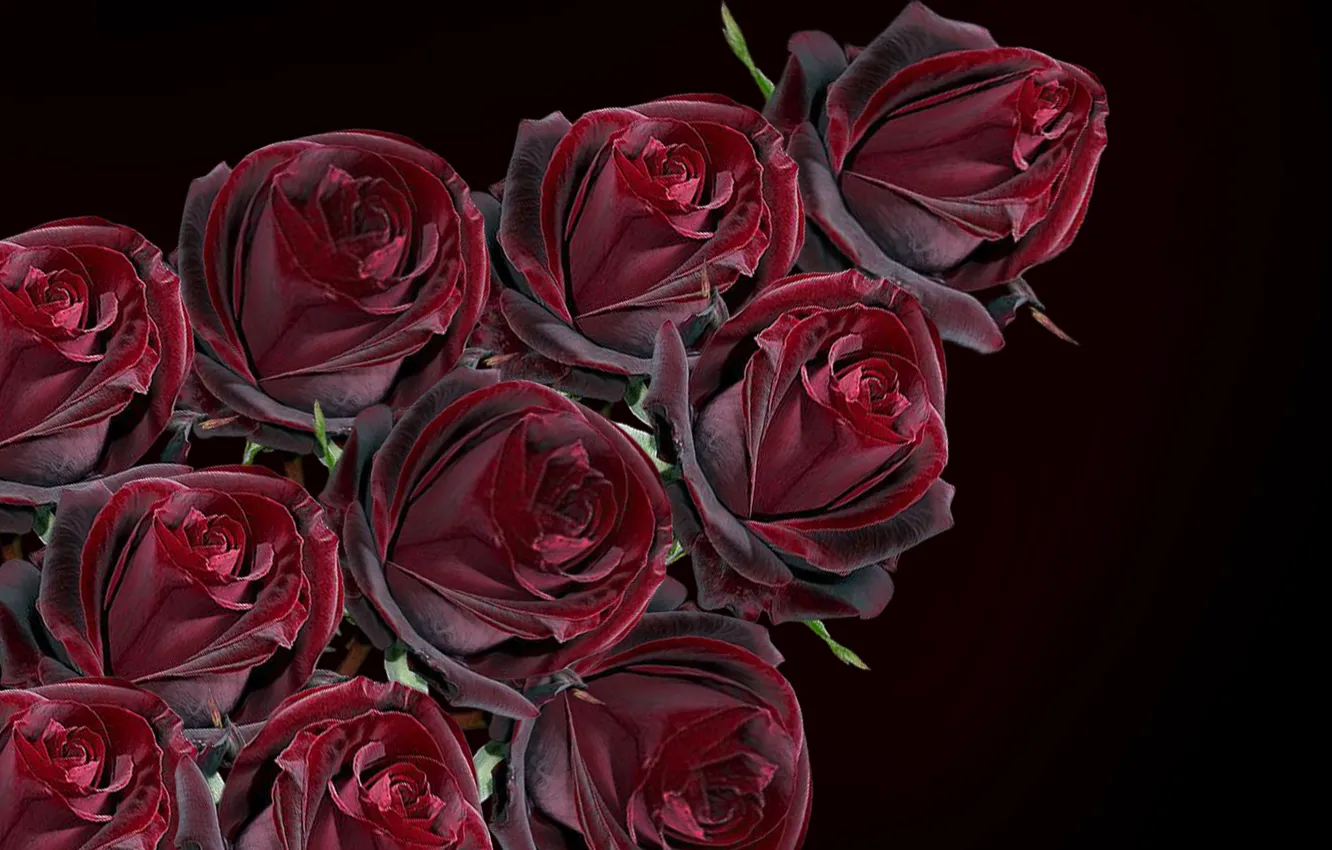 Photo wallpaper roses, bunch, bouquette of roses
