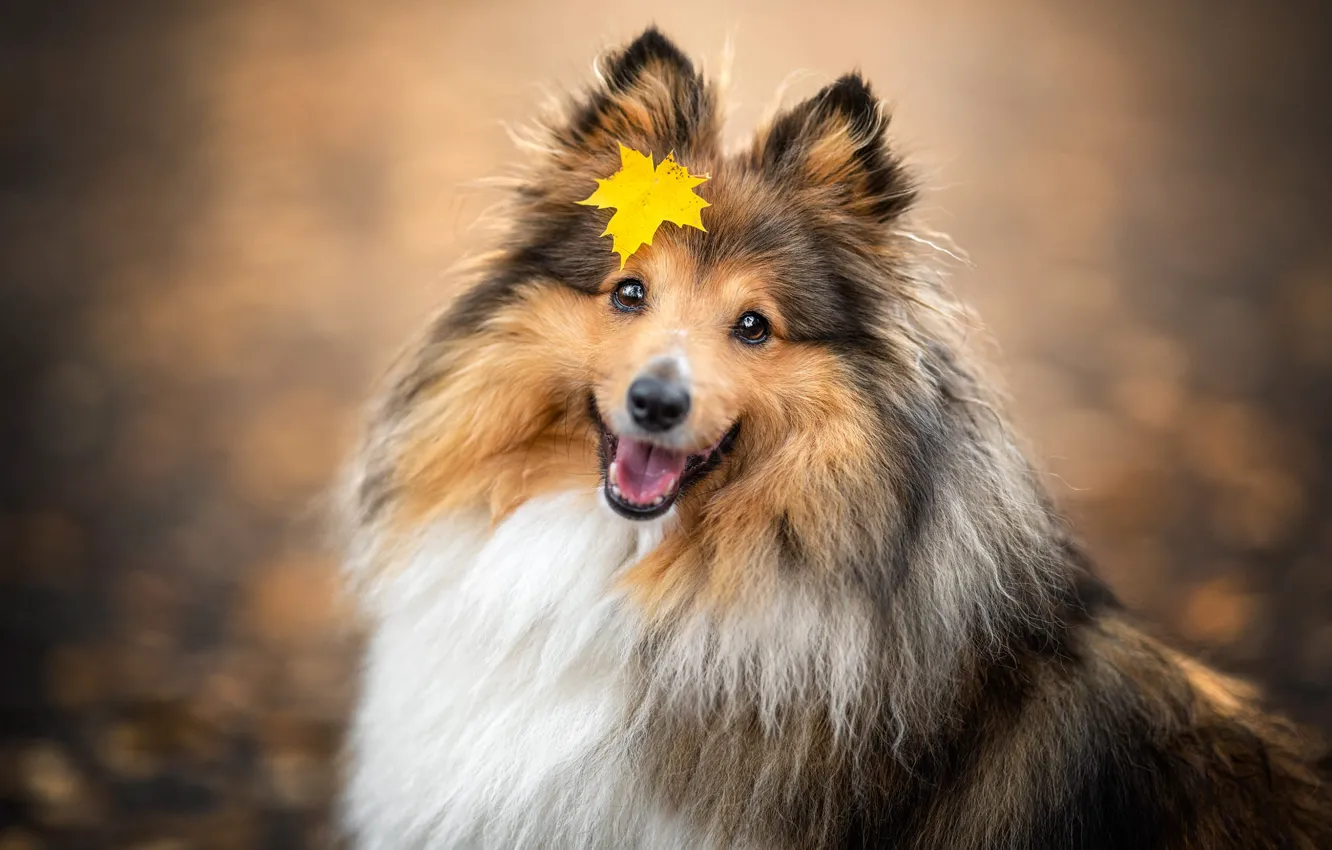 Photo wallpaper autumn, language, yellow, nature, smile, Park, portrait, dog