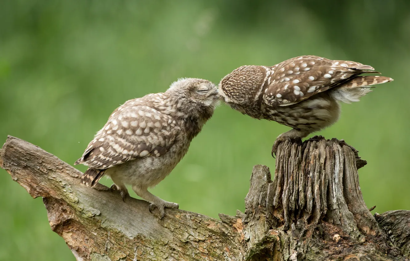 Photo wallpaper owl, bird, kiss