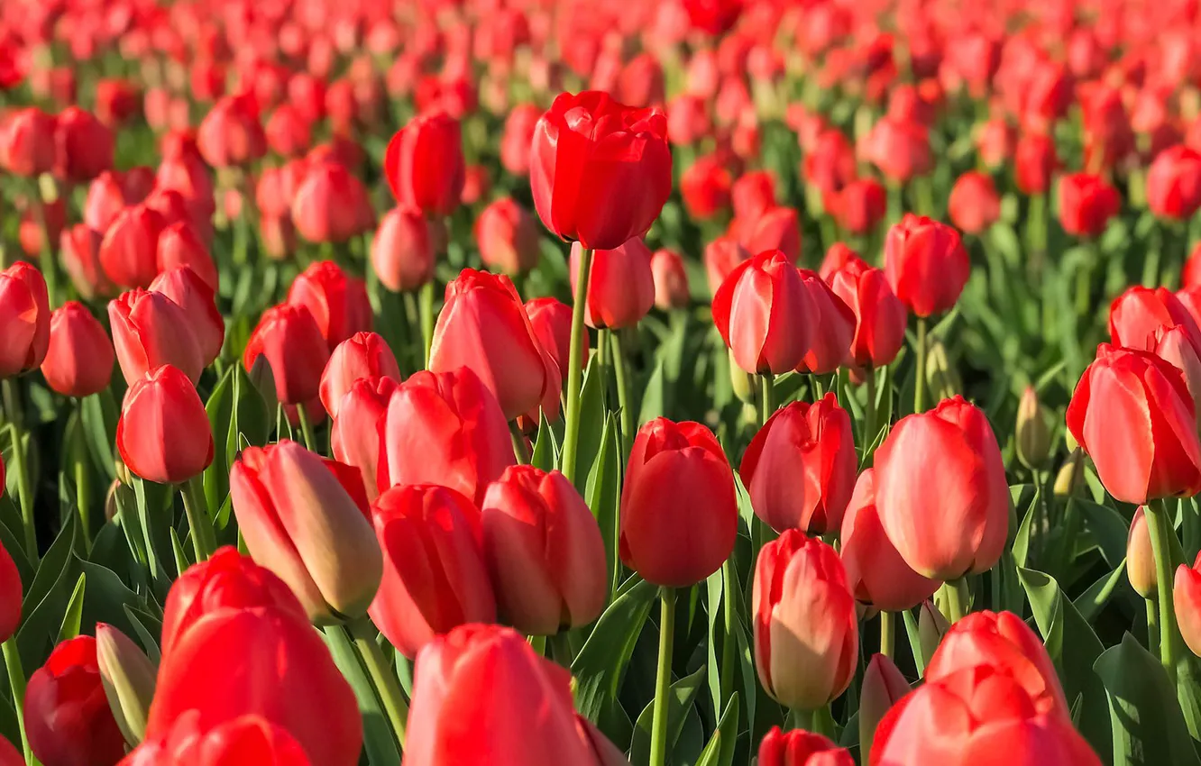 Photo wallpaper field, tulips, red, buds, a lot