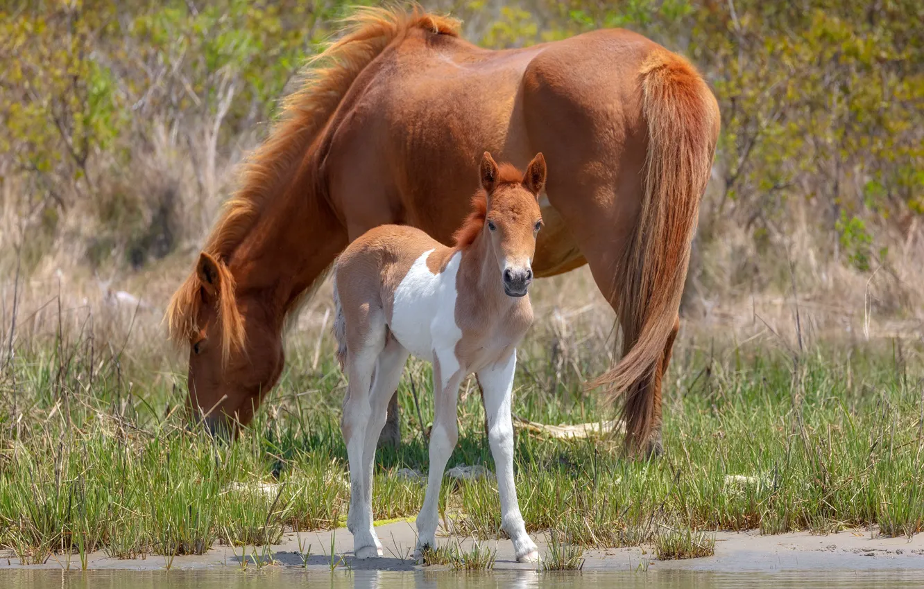 Photo wallpaper summer, grass, look, horse, shore, horse, baby, pair