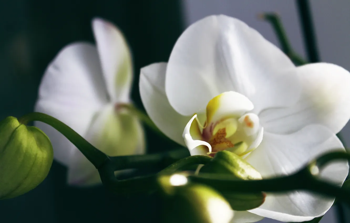 Photo wallpaper flowers, white, Orchid