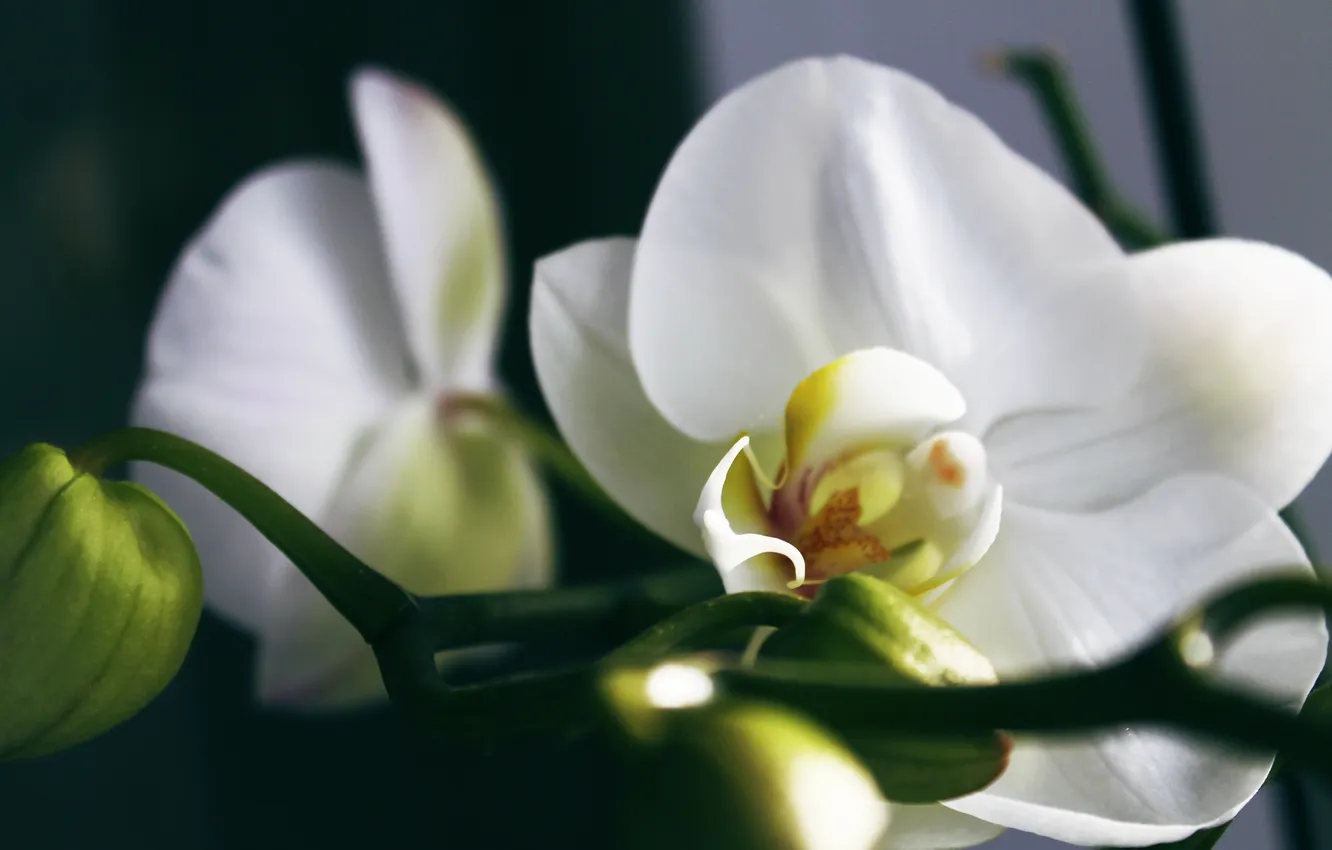 Photo wallpaper white, flowers, Orchid