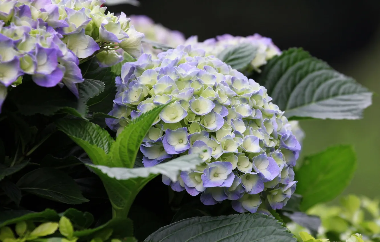 Photo wallpaper flowering, shrub, hydrangea, blue flowers