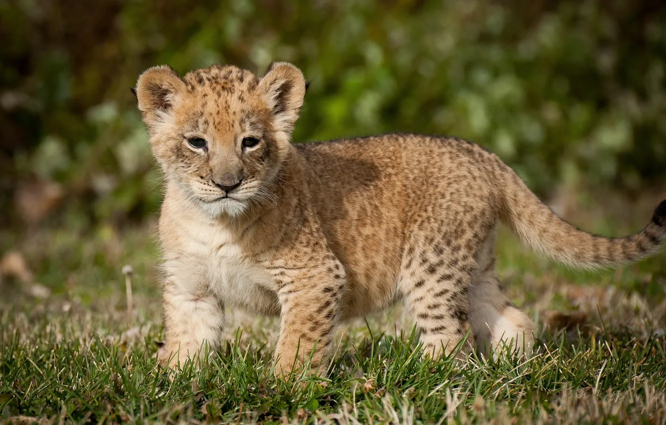 Photo wallpaper predator, Leo, lion