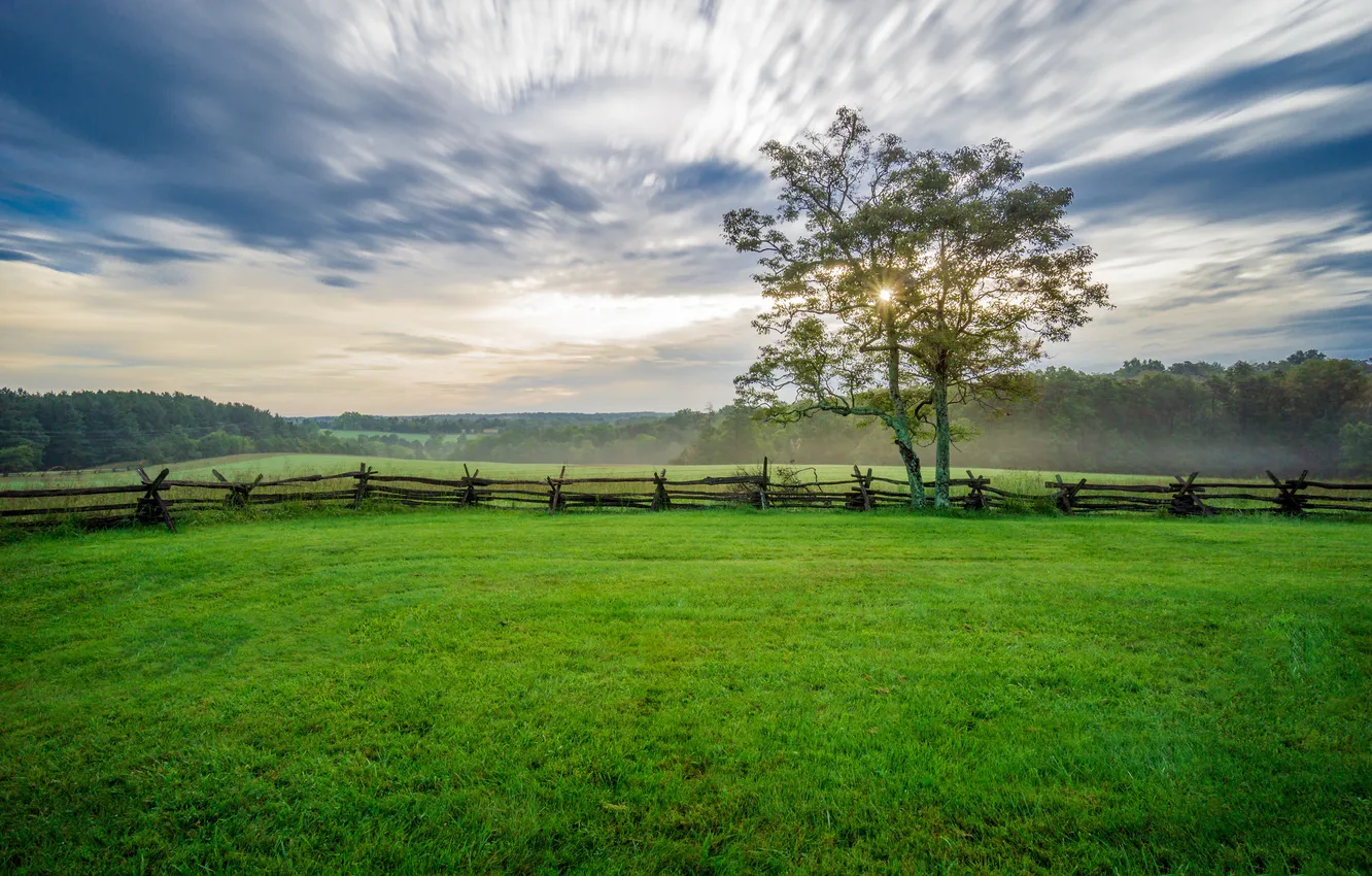 Photo wallpaper field, trees, nature