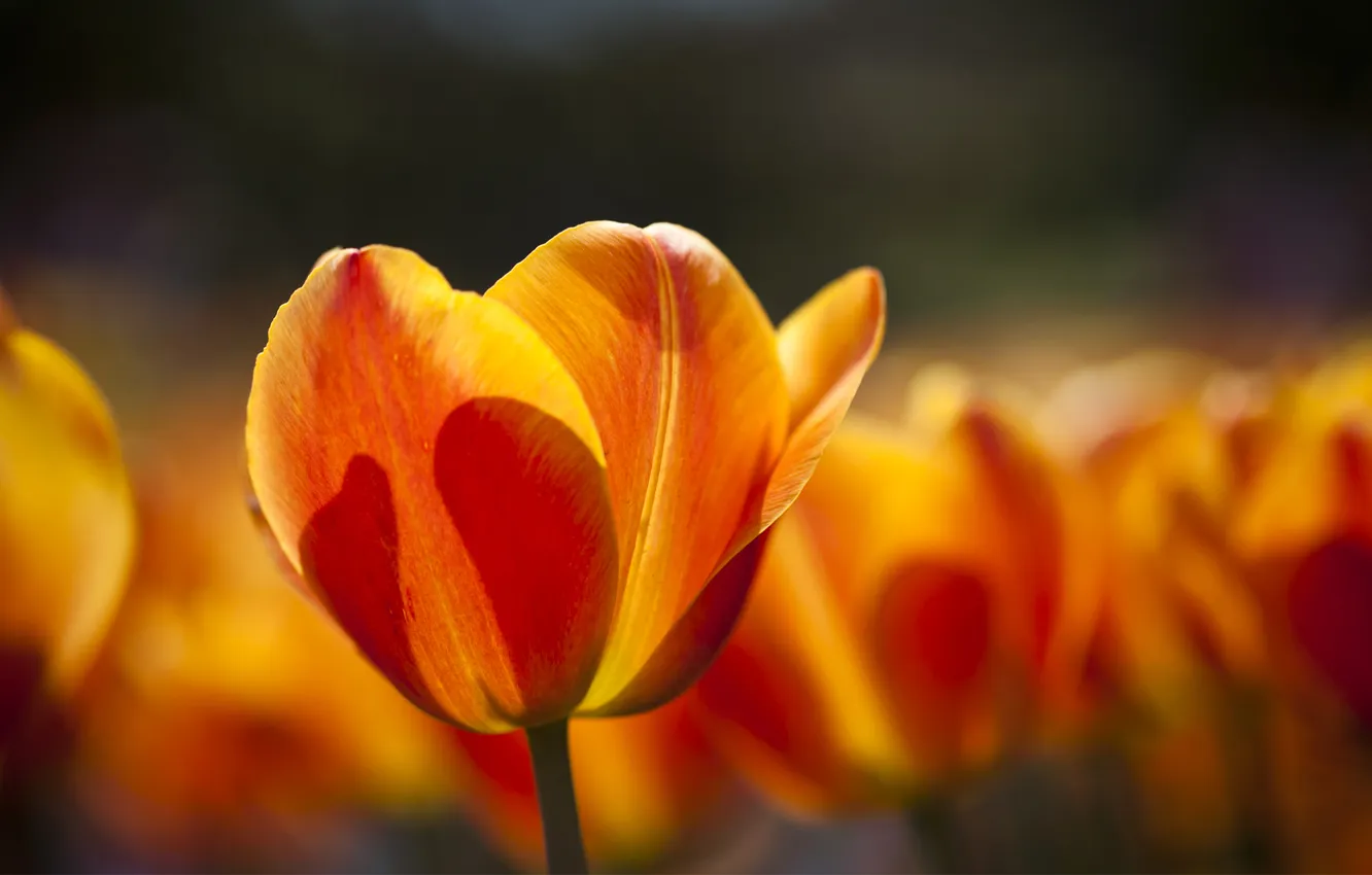 Photo wallpaper field, macro, yellow, tulips