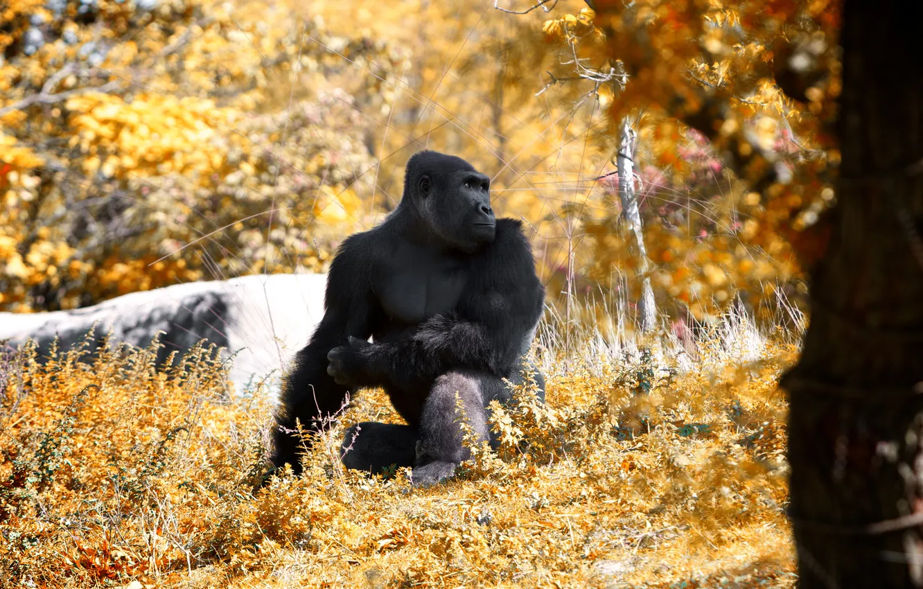 Photo wallpaper this Fall and stopped, at the zoo, Went to Detroit