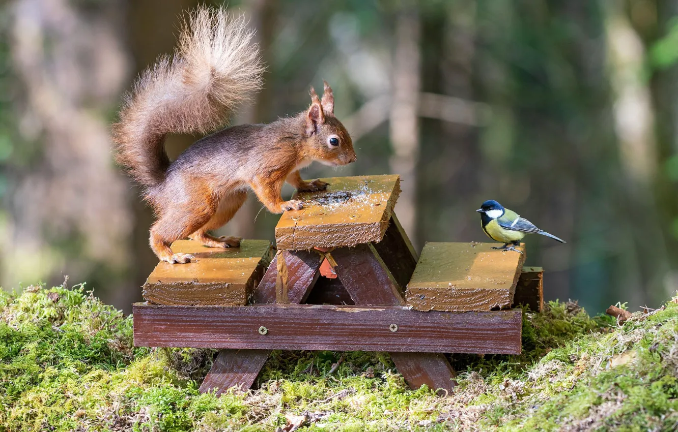 Photo wallpaper look, bench, nature, pose, each, bird, glade, moss