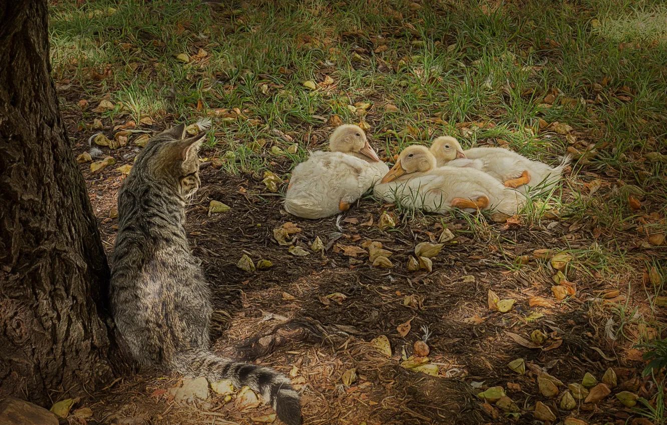 Photo wallpaper cat, grass, cat, leaves, trees, bird, duck, feathers