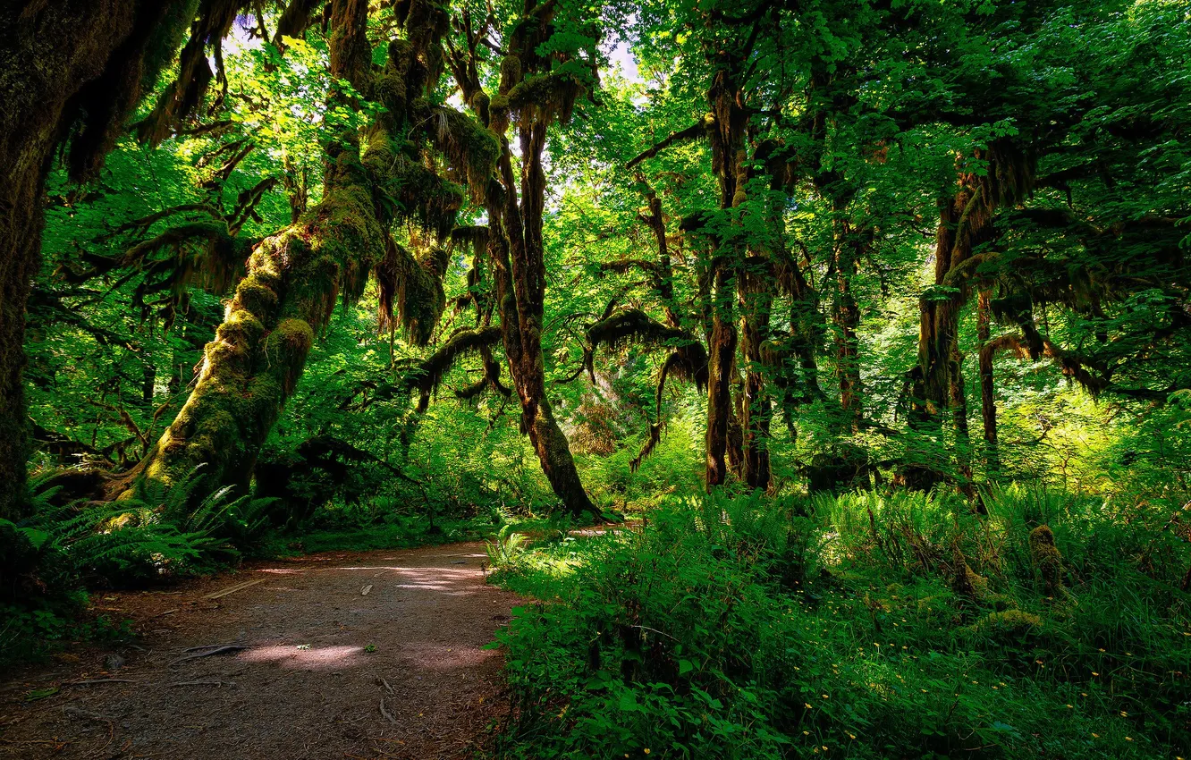 Photo wallpaper trees, nature, palm trees, plant, trail, jungle, trees, jungle