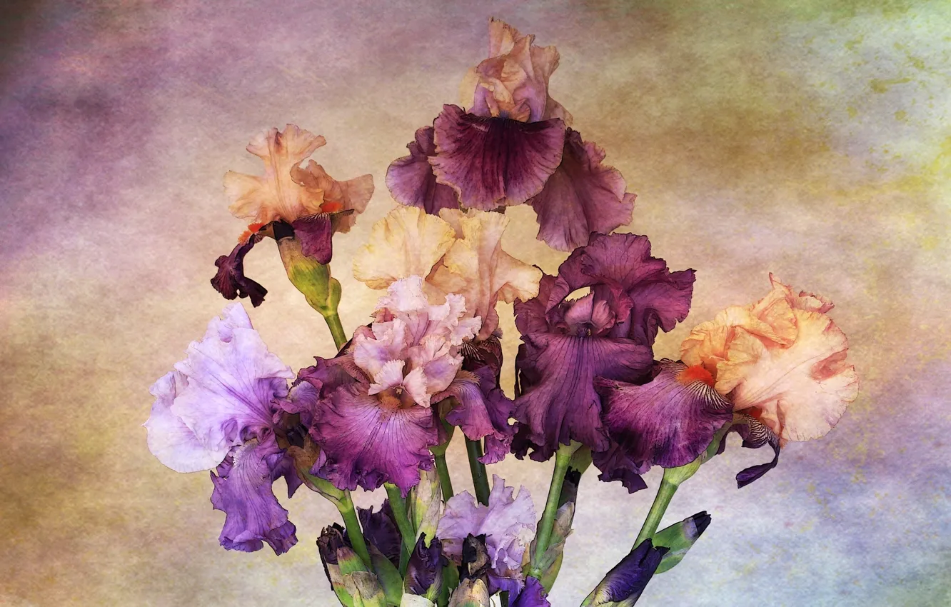 Photo wallpaper flowers, paint, figure, irises