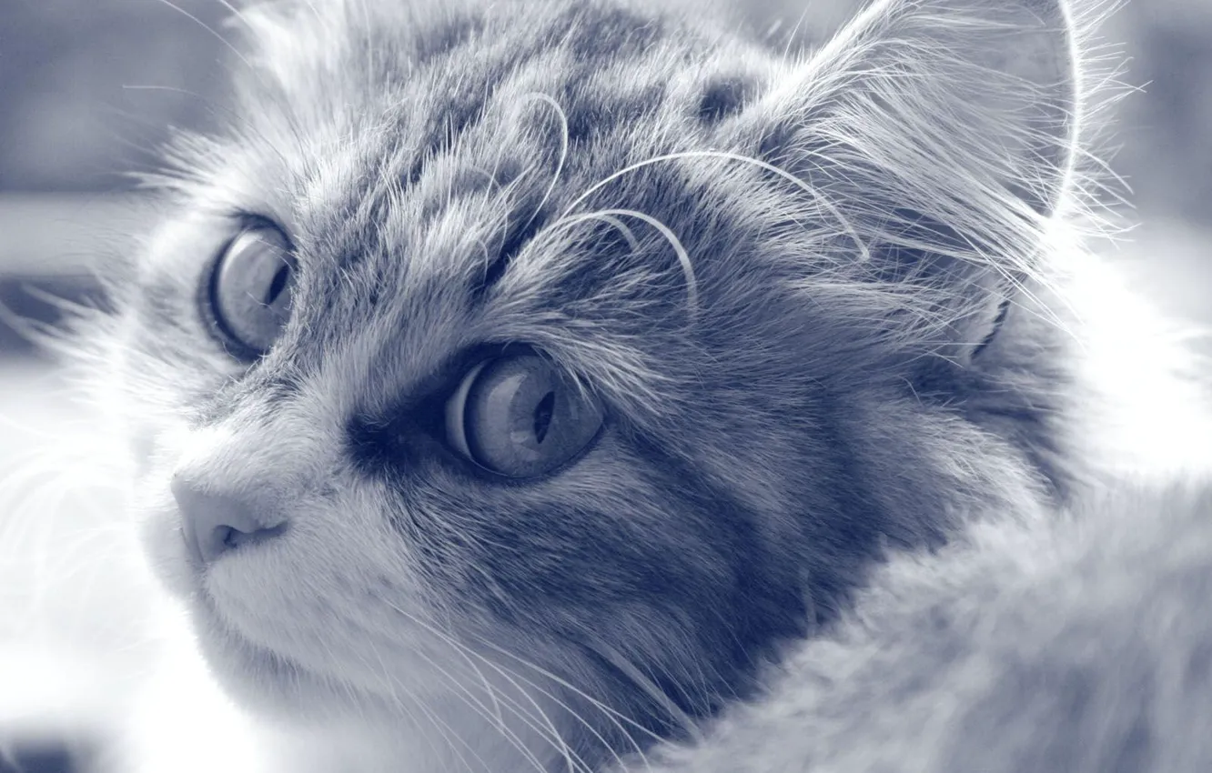 Photo wallpaper cat, eyes, black and white