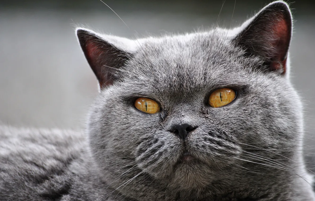 Photo wallpaper cat, eyes, cat, close-up, grey, portrait, mordaha, British