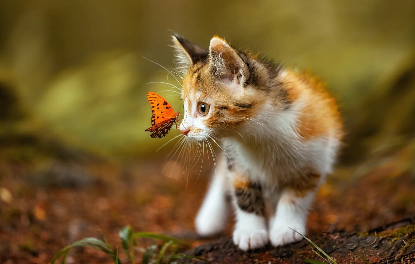 Photo wallpaper kitty, butterfly, kitten, butterfly, mimimi, awkward