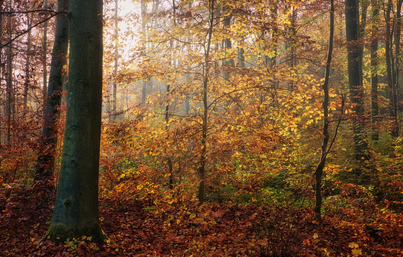 Photo wallpaper autumn, forest, light, trees, branches, nature, fog, glade