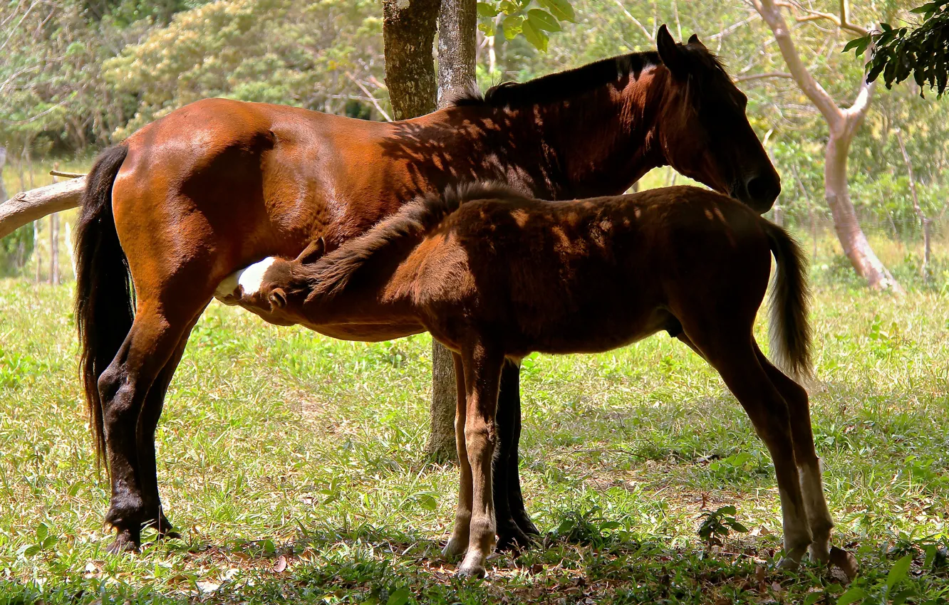 Photo wallpaper horse, horse, cub, mother, foal, breastfeeding