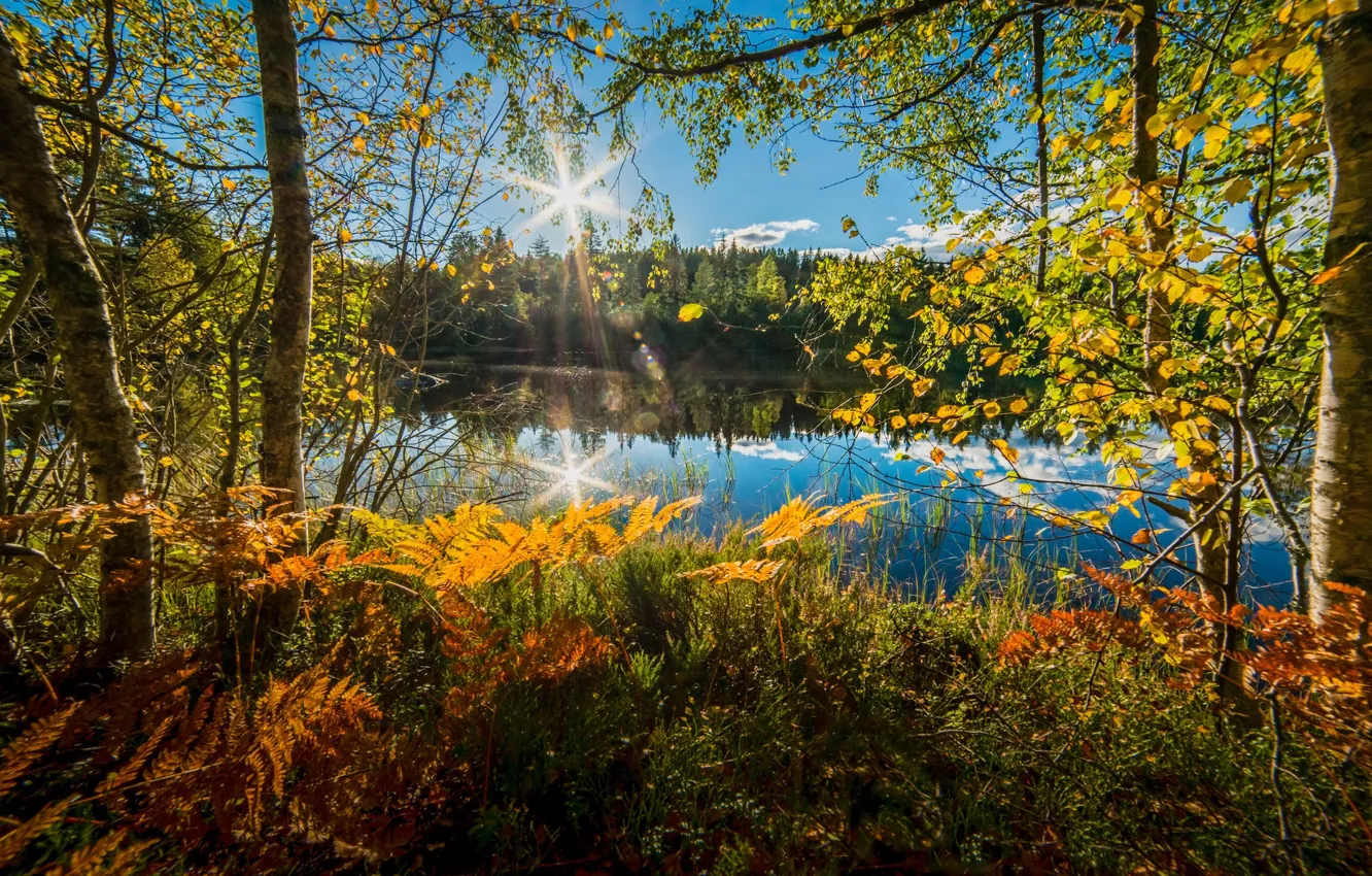 Photo wallpaper autumn, trees, lake, Norway, fern