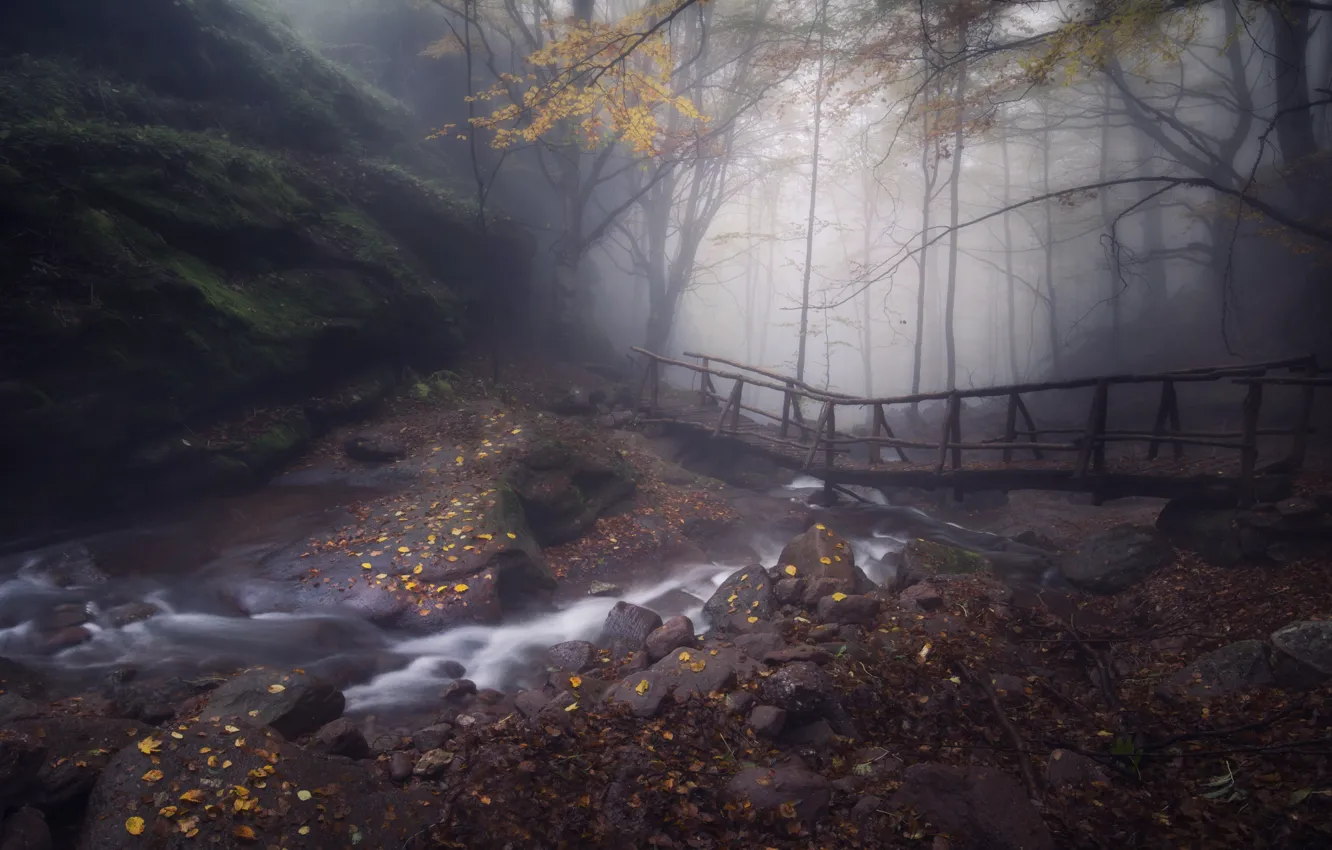 Photo wallpaper autumn, forest, trees, nature, stones, rocks, foliage, haze
